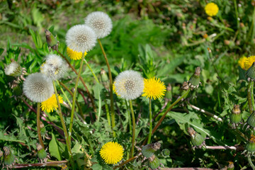 Dandelion. Plant A genus of perennial herbaceous plants of the Asteraceae family