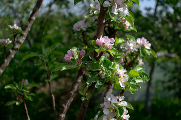 Apple tree. A genus of deciduous trees and shrubs of the Rose family