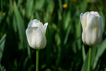 Snow-white tulip goblet-shaped up to 7cm and up to 5 cm in diameter.