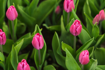 Buds of rose tulips with green leaves in soft lights at blur background topview