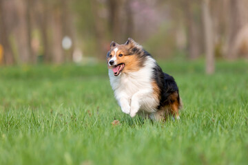 Active Sheltie dog enjoying a stroll in a beautiful park - a captivating stock photo capturing the energy and liveliness of the breed amidst the scenic surroundings.