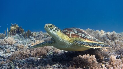 Obraz premium Sea Turtle