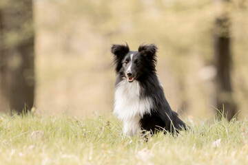 Sheltie dog in a beautiful forest landscape - a captivating image capturing the elegance of the breed amidst nature's beauty.