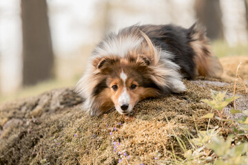 Sheltie dog in a beautiful forest landscape - a captivating image capturing the elegance of the breed amidst nature's beauty.
