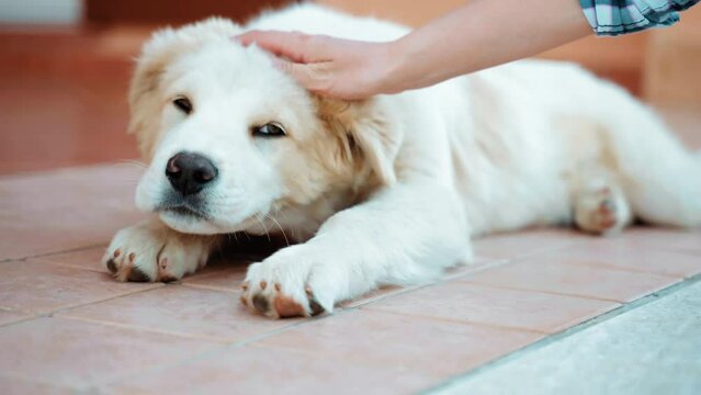 Friendship between human and animal, person hand caring small white fluffy puppy's paws while laying on the floor, loyal domestic member of family, home for puppy dog, cute animal playing with owner
