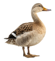 Duck isolated on the transparent background PNG. AI generative.