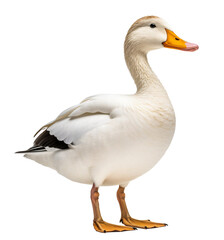 Duck isolated on the transparent background PNG. AI generative.