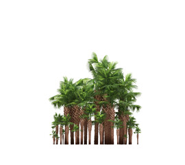 group of trees isolated on a transparent background, big trees in the forest, 3D illustration, cg render
