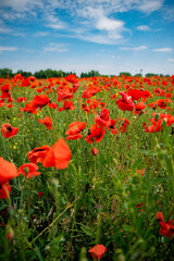 poppy field on sunny summer day