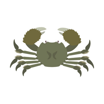 モクズガニ。フラットなベクターイラスト。
Japanese mitten crab. Flat designed vector illustration.