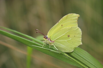 Papillon citron mâle dans la forêt de la Serre