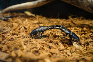 Stag Beetle(クワガタ)