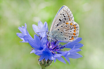 blue lycaenidae butterfly sitting on cornflower