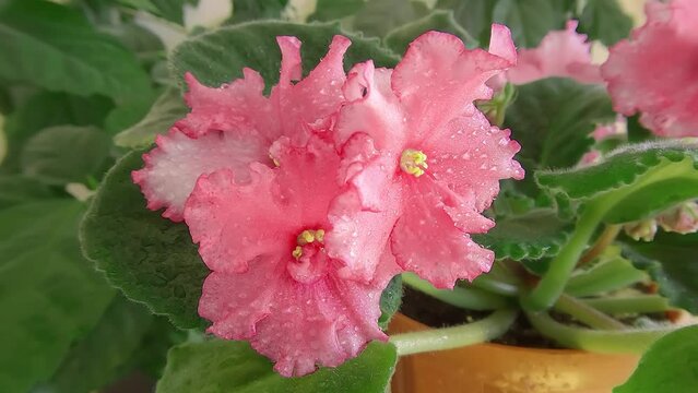 4k moving up footage (Ultra High Definition) of blooming of red African Violet (Saintpaulia) flowers in the pot with wavy petals and green leaves. Beautiful floral background.