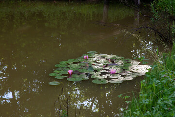 Obraz na płótnie Canvas Decorative pond with pink water lilies
