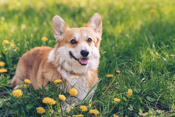 Corgi with a golden collar sitting on green grass and dandelions on a sunny day