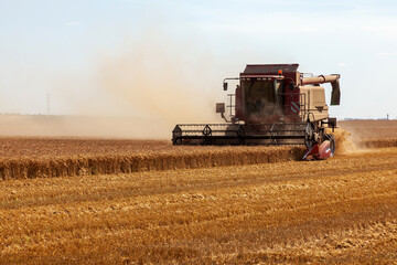 Fototapeta na wymiar Moissoneuse batteuse récoltant un champs de blé dans les plaines céréalières