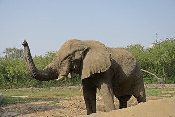 Big African elephant at Delhi zoo , India