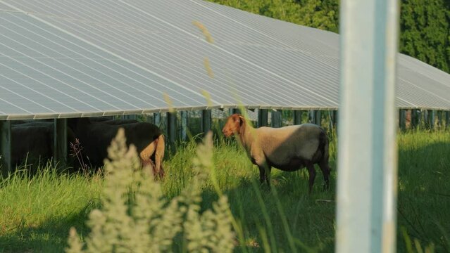 Mouton p&acirc;turage sous panneau solaire pour entretenir.