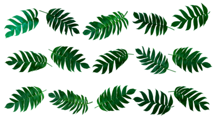 Monstera pinnatipartita (Siam Monstera) large green leaves that hollow veins and wet. On day of rainy season at garden. PNG file, isolated, flat lay, panorama, transparent. Thailand.