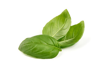Fresh basil leaves, close-up, isolated on white background.