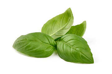 Sweet basil herb leaves, close-up, isolated on white background. Sweet Genovese basil.