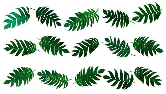 Monstera pinnatipartita (Siam Monstera) large green leaves that hollow veins and wet. On day of rainy season at garden. PNG file, isolated, flat lay, panorama, transparent. Thailand.