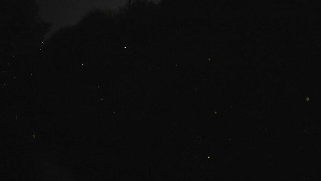 Nagano, Japan - June 18, 2023: Japanese firefly or genjibotaru or Luciola cruciata glowing in Tatsuno, Nagano, Japan
