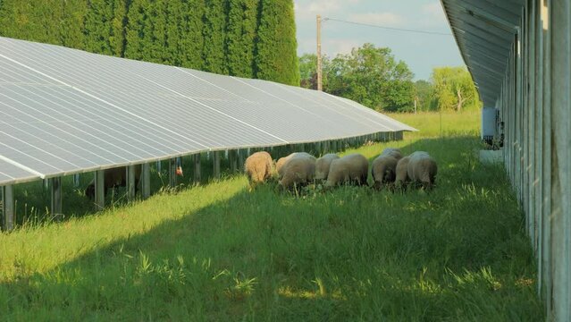 Mouton pâturage sous panneau solaire pour entretenir.