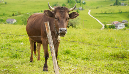 cow looking at the camera. rural landscape with green background. photo during the day.