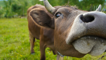 cow looking at the camera. rural landscape with green background. photo during the day.