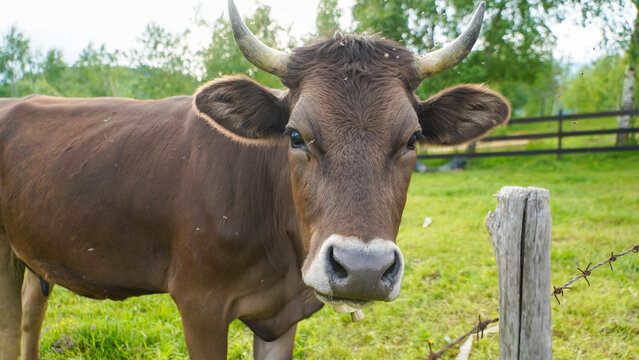 cow looking at the camera. rural landscape with green background. photo during the day.