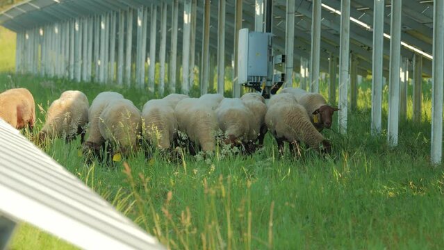 Mouton p&acirc;turage sous panneau solaire pour entretenir.