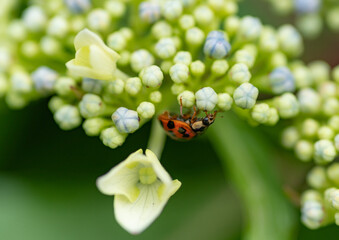 紫陽花の上にいるテントウムシ