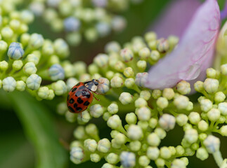 紫陽花の上にいるテントウムシ