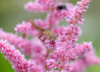ピンク色の花の上に乗ったトカゲ