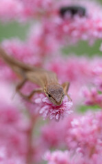 ピンク色の花の上に乗ったトカゲ
