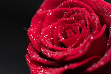 濡れた赤いバラ