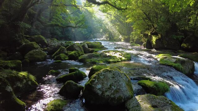 初夏の菊池渓谷