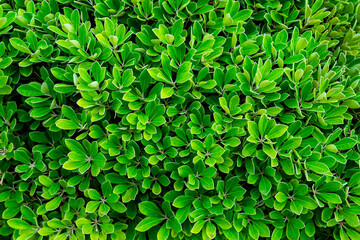 Ggreen leaves texture background with beautiful pattern. Clean environment. Ornamental plant in garden. Eco wall. Organic natural background. Many leaves reduce dust in air. Tropical forest.