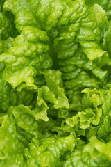 Green salad or lettuce leaves in garden, homegrown produce in back yard, closeup