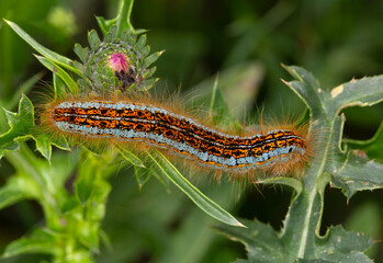 Macrophotographie d'une chenille - Livrée des arbres - Malacosoma neustria 