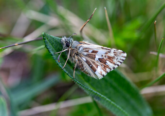 Macrophotographie d'un papillon - Hespérie de la mauve - Pyrgus malvae