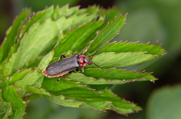 Macrophotographie d'un insecte - Cantharide rustique - Cantharis rustica