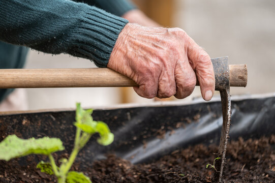 close up of old man hands holding hoe while working in the vegetables garden. High quality photo