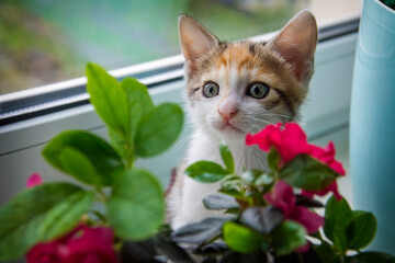 A funny kitten peeks out from behind pink flowers on the windowsill.