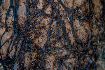 textura macro arvore