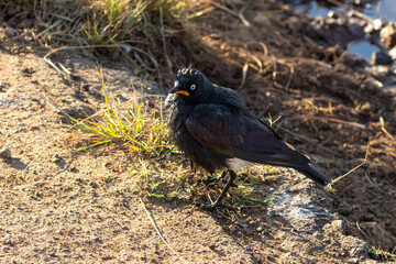 Pied Starling (Witgatspreeu) (Lamprotornis bicolor) in Rietvlei Nature Reserve