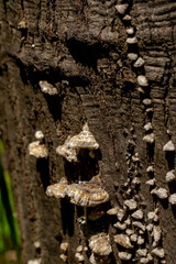 nature details