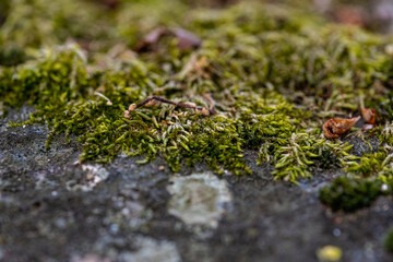 nature details